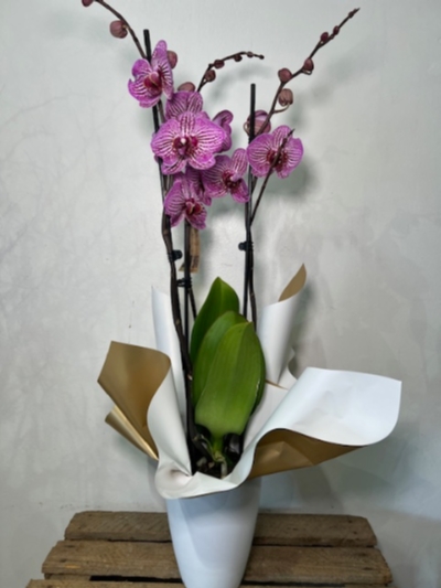 Orchid Plant