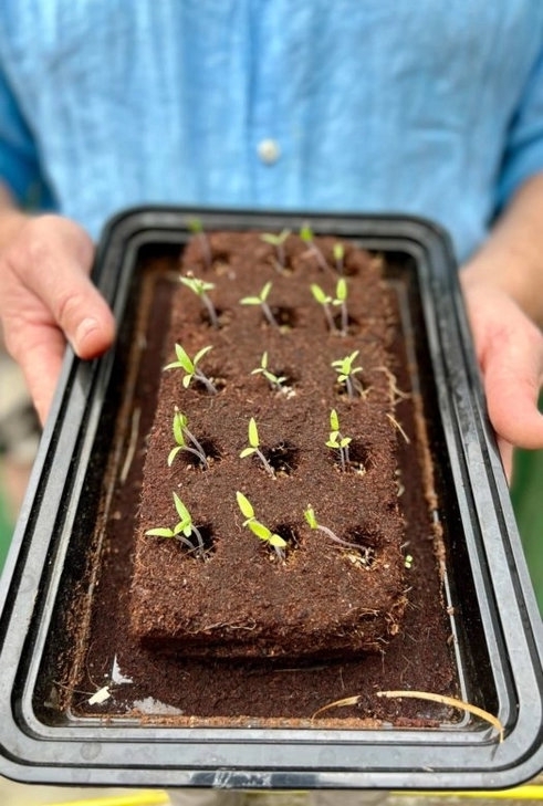 Georgian Growbar